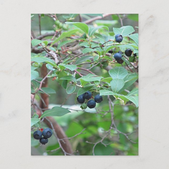 Wild Blueberries Postcard (Front)