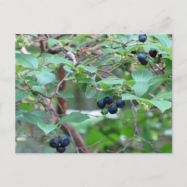 Wild Blueberries Postcard (Front)
