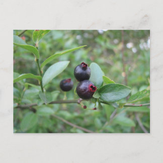Wild Blueberry Fruit Postcard