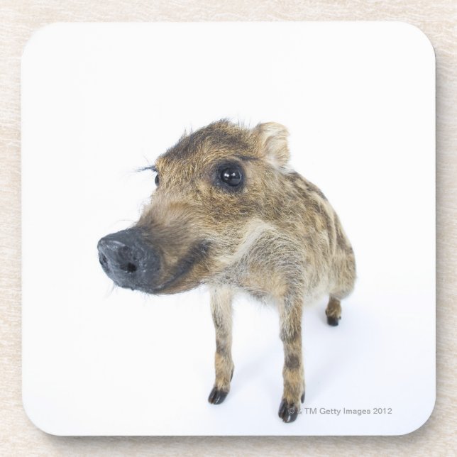 Wild boar coaster (Front)