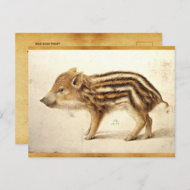 WILD BOAR PIGLET Antique Animal Drawing Parchment Postcard (Front/Back)