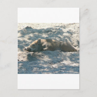 Wild Boar Piglet Postcard