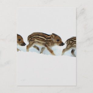 Wild Boar Piglets In The Snow, Germany Postcard