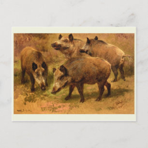 Wild Boar Postcard