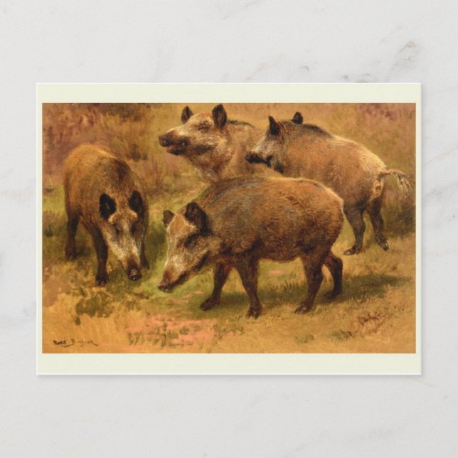 Wild Boar Postcard (Front)