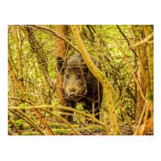 Wild Boar Postcard