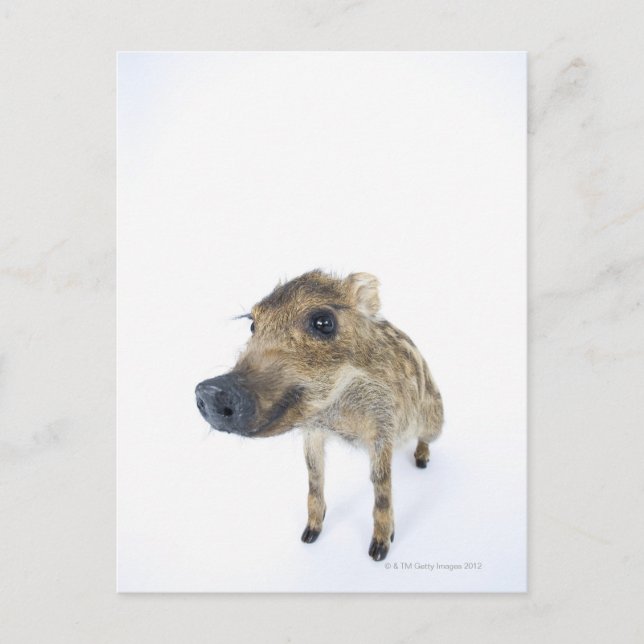 Wild boar postcard (Front)