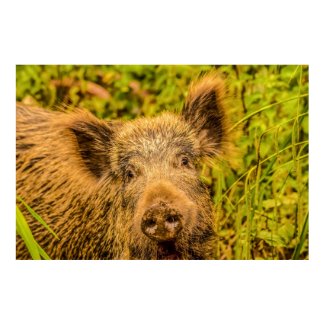 Wild Boar Poster