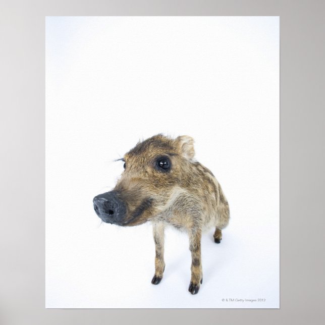 Wild boar poster (Front)