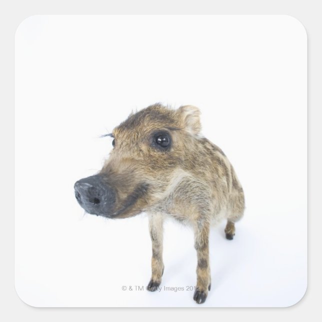 Wild boar square sticker (Front)