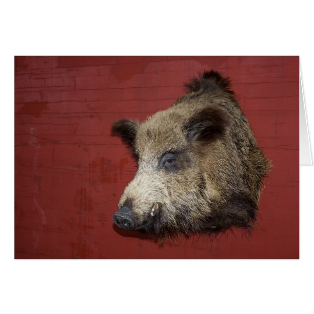 Wild Boar Trophy (Front Horizontal)