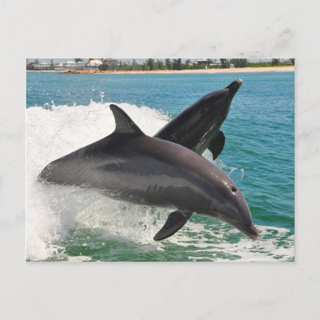 Wild Bottlenose Dolphins Jumping Sanibel Postcard (Front)