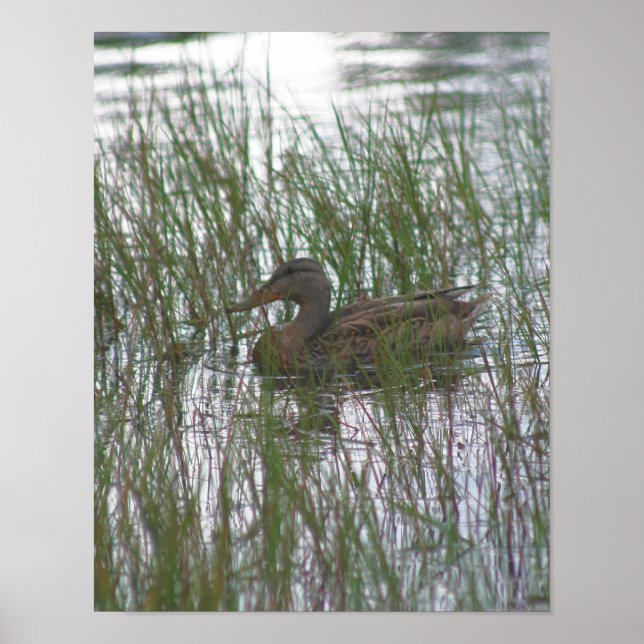 Wild Brown Mallard Duck In Pond Nature Poster (Front)