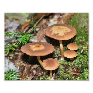 Wild Brown Mushroom Cluster 8x10 Photo Print