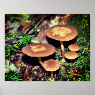 Wild Brown Mushroom Cluster Poster