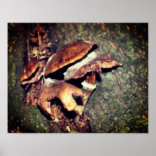 Wild Brown Mushrooms In Tree Crevice Poster