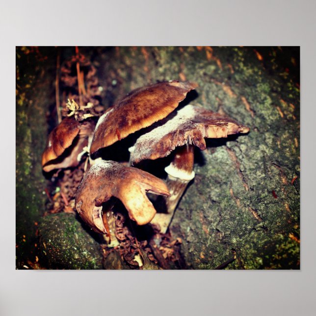 Wild Brown Mushrooms In Tree Crevice  Poster (Front)