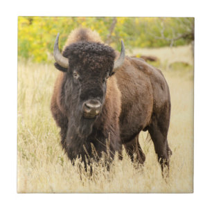 Wild Buffalo in a Field Tile