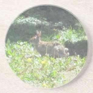 Wild Bunny Coasters