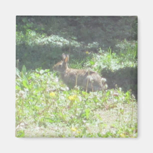 Wild Bunny Magnet