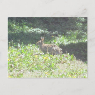 Wild Bunny Postcard