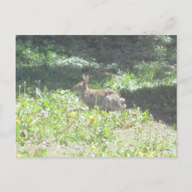 Wild Bunny Postcard (Front)