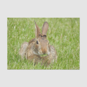Wild Bunny Rabbit Eating Grass Tissue Paper