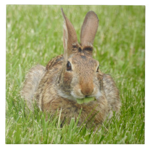 Wild Bunny Rabbit Eating The Grass Tile