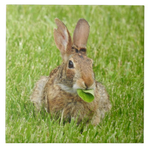 Wild Bunny Rabbit Eating Tile