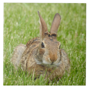 Wild Bunny Rabbit in The Grass Tile