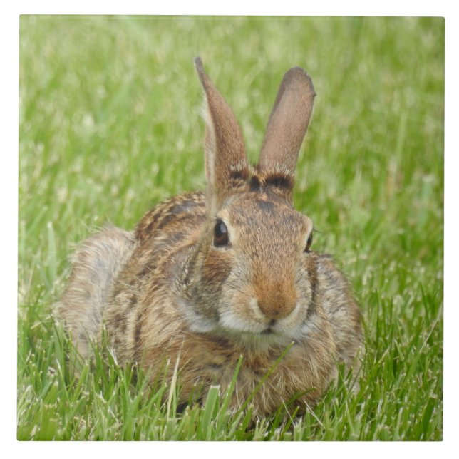 Wild Bunny Rabbit in The Grass Tile (Front)