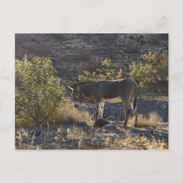 Wild Burro near Oatman, Arizona Postcard (Front)