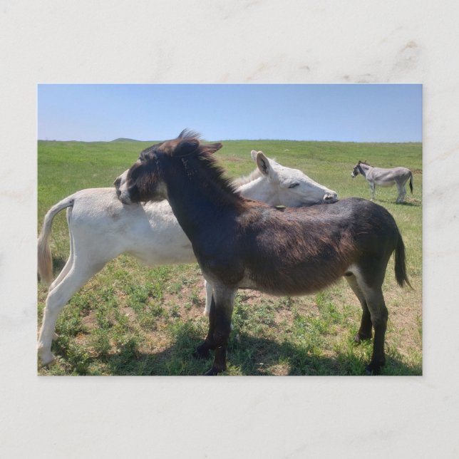 Wild Burros, Custer State Park, South Dakota Postcard (Front)
