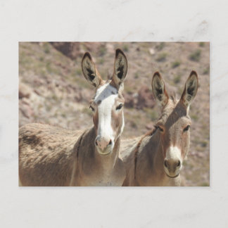 Wild burros, donkeys, wildlife, postcard