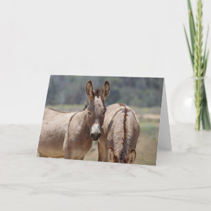 Wild Burros Greeting Card