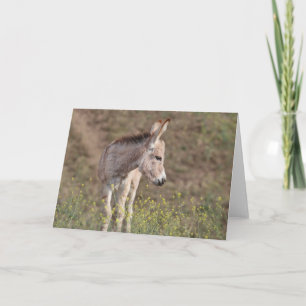 Wild Burros Greeting Card