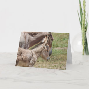 Wild Burros Greeting Card