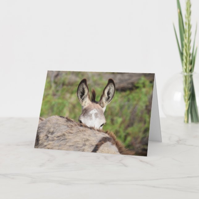 Wild Burros Greeting Card (Front)