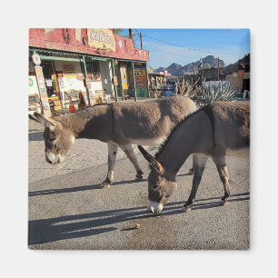 Wild Burros in Oatman, Arizona Magnet