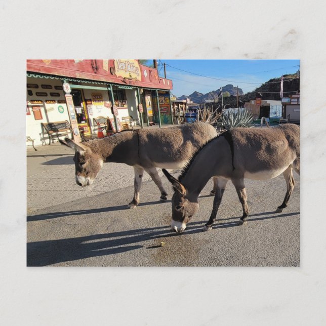 Wild Burros in Oatman, Arizona Postcard (Front)