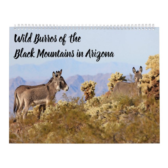Wild Burros of the Black Mountains Calendar (Cover)