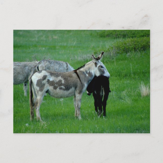 Wild Burros South Dakota Postcard (Front)
