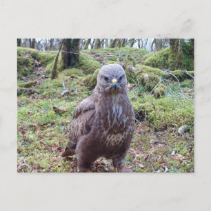 Wild Buzzard With Attitude Scene Comical Nature Holiday Postcard