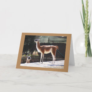 Wild camel holiday card