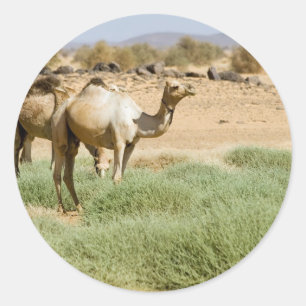 Wild Camels Classic Round Sticker