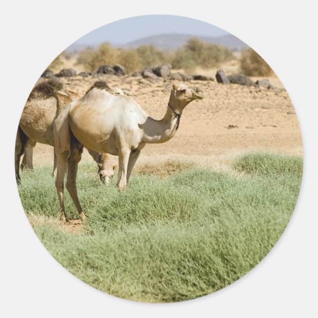 Wild Camels Classic Round Sticker (Front)