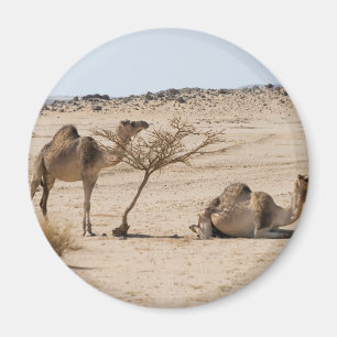 Wild Camels Magnet