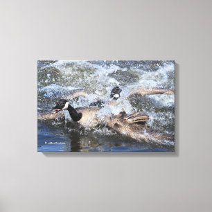 Wild (Canada) Goose Chase: The Spat at Piper Spit Canvas Print
