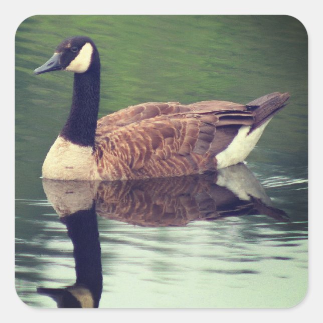 Wild Canada Goose Nature  Square Sticker (Front)