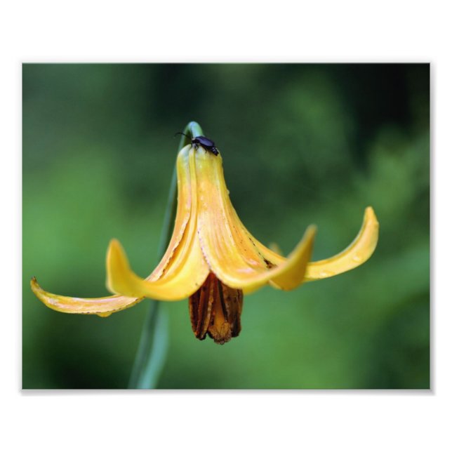 Wild Canada Lily With Firefly Insect 8x10 Photo Print (Front)